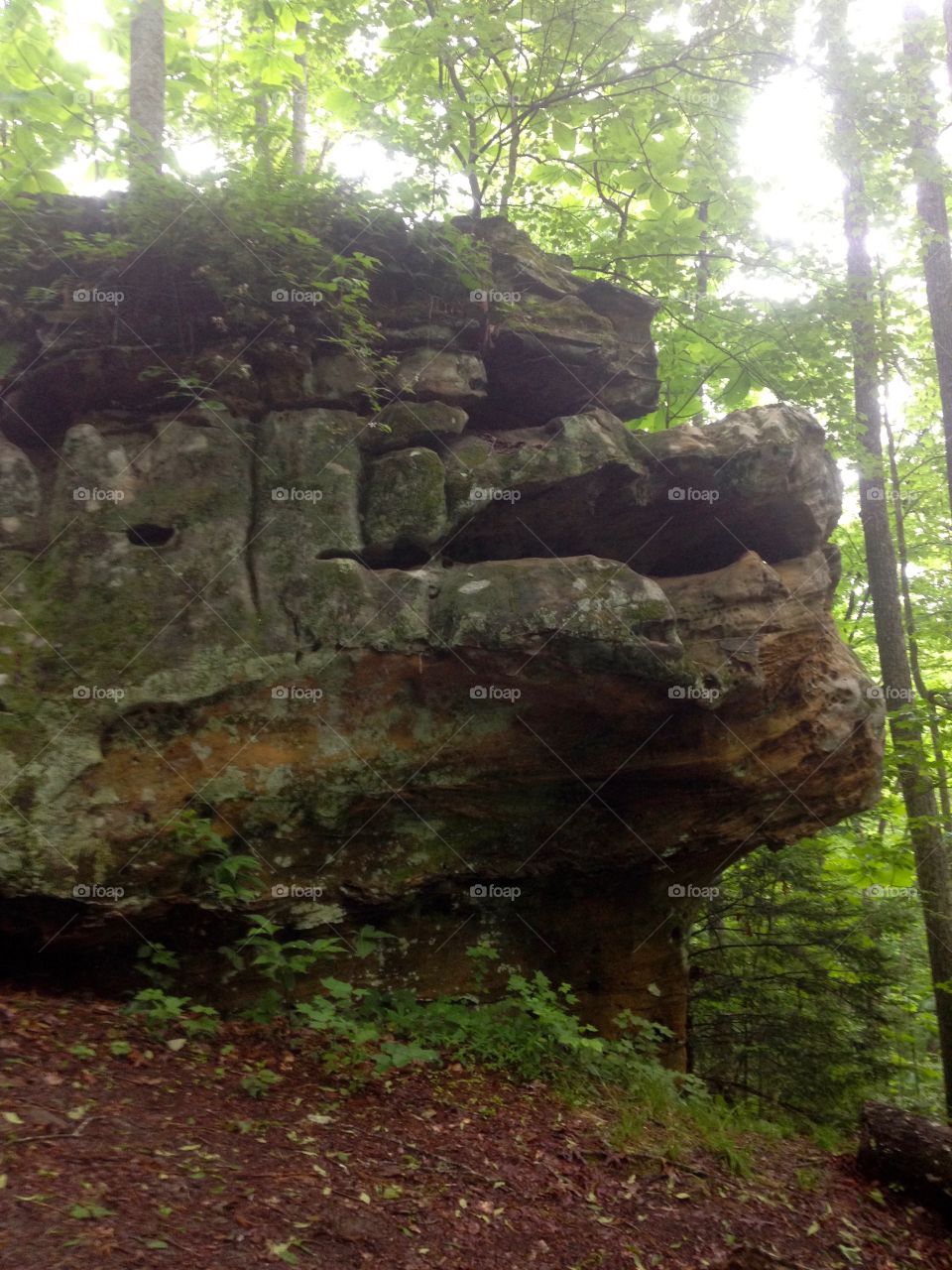 Wood, Tree, No Person, Nature, Park