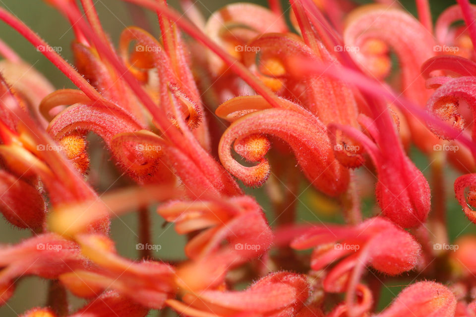 flower red plant wild by kshapley