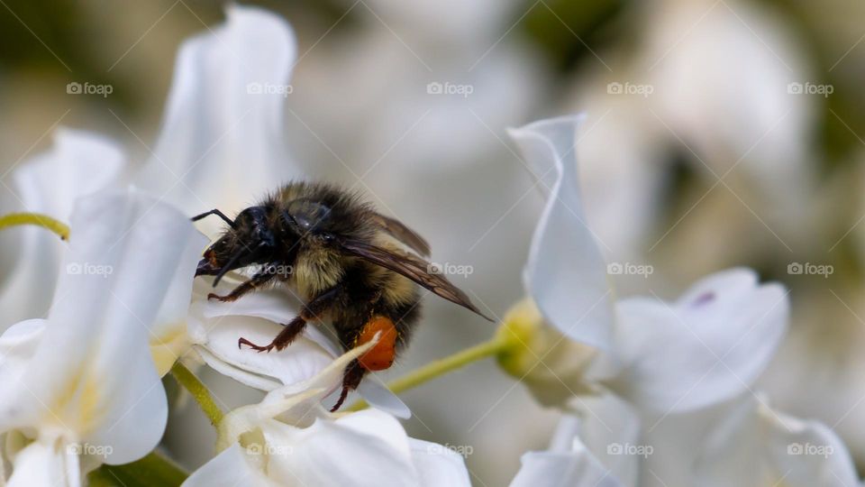 Bee pollination 