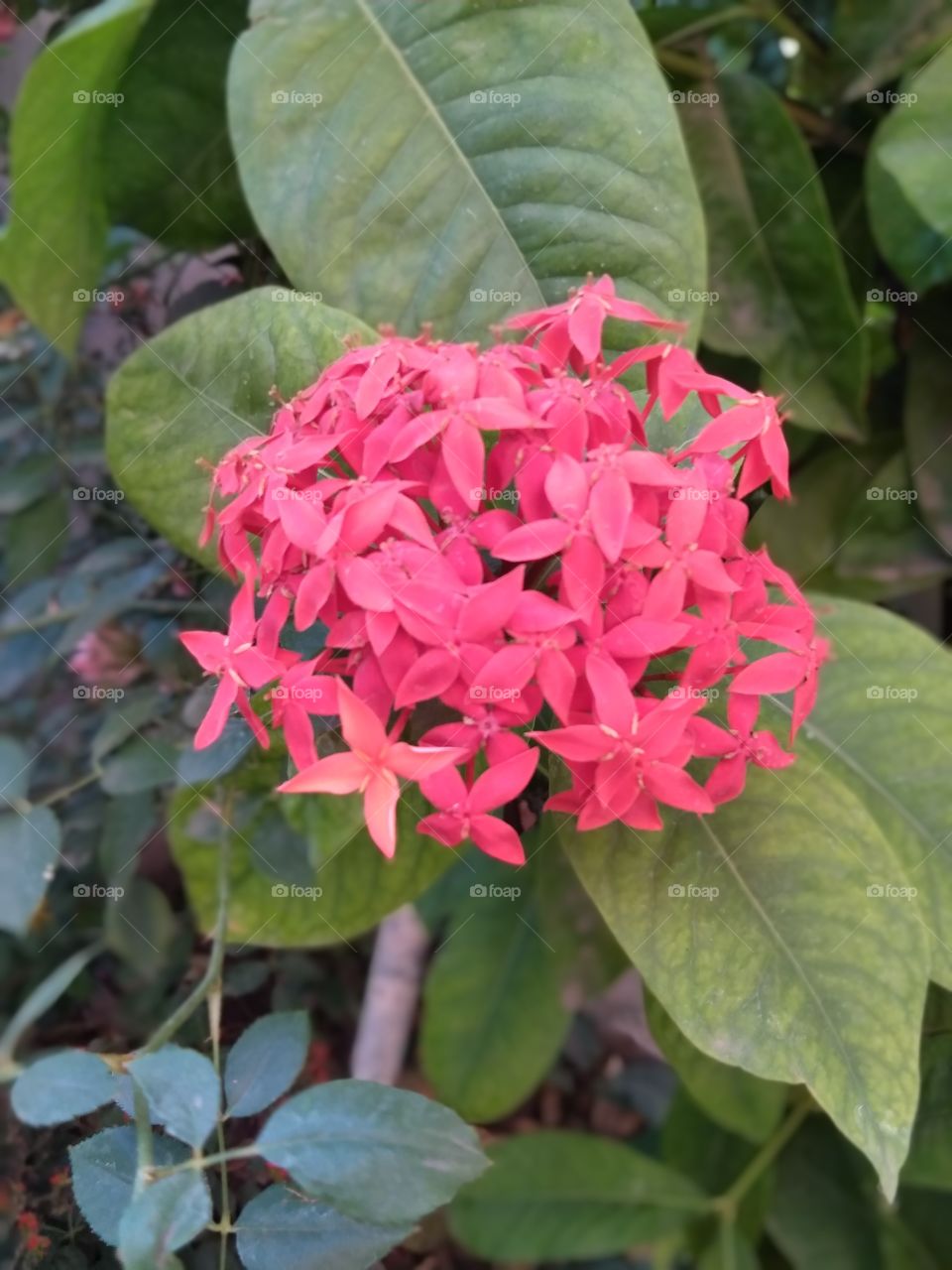 lovely beautiful red flower