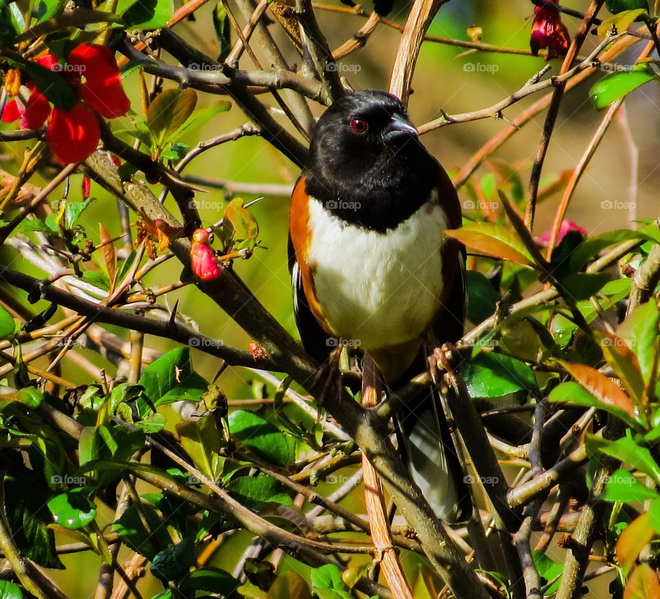 Eastern Towhee 