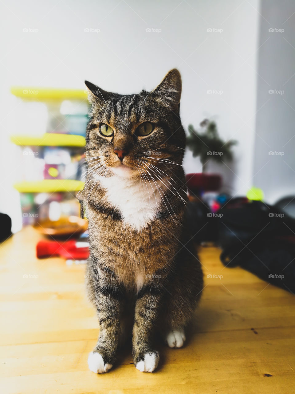 Front view of cat sitting at home