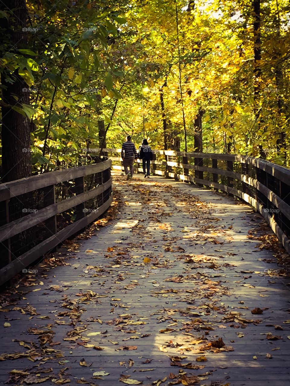 Autumn Stroll. Walking on a fall day, under a canopy of colorful trees with leaves scattered underfoot 