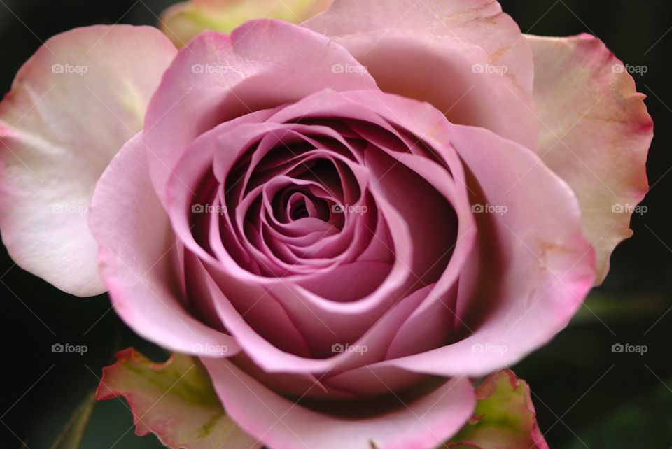 Pink rose