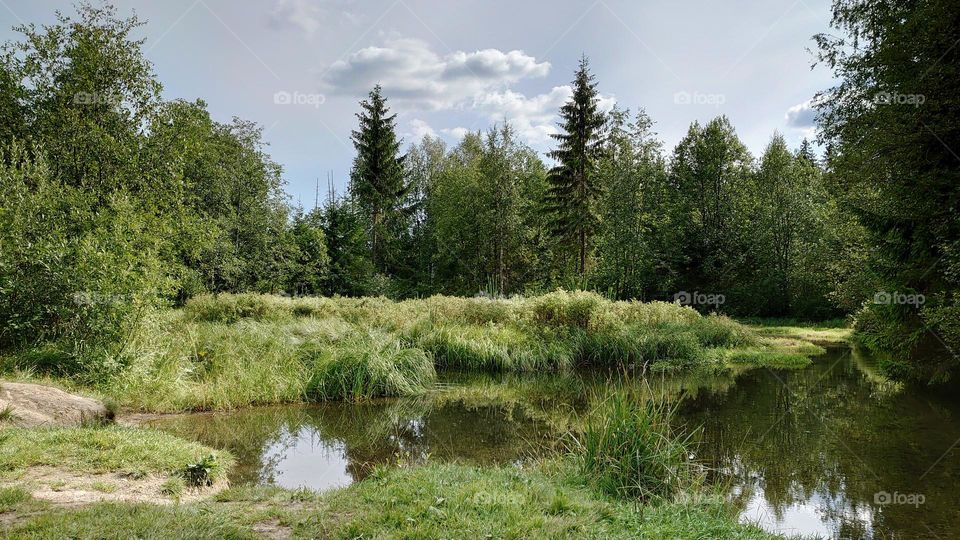 Landscape 🌳🌲 Forest 🌳🌲 Nature 🌳🌲Picturesque🌳🌲