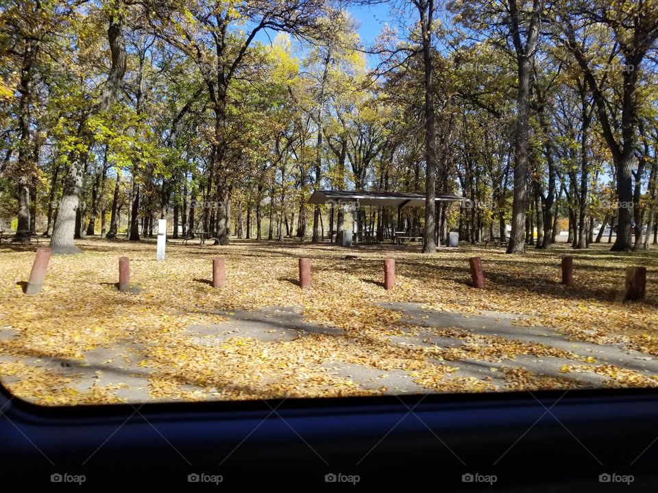 Tree, Road, Park, Leaf, Wood