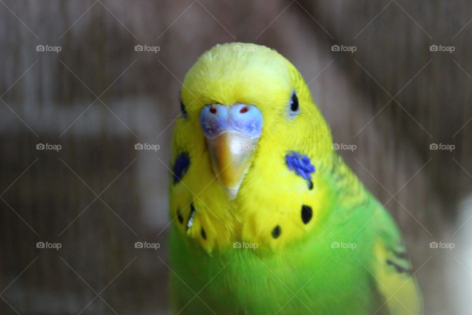 parrot portrait