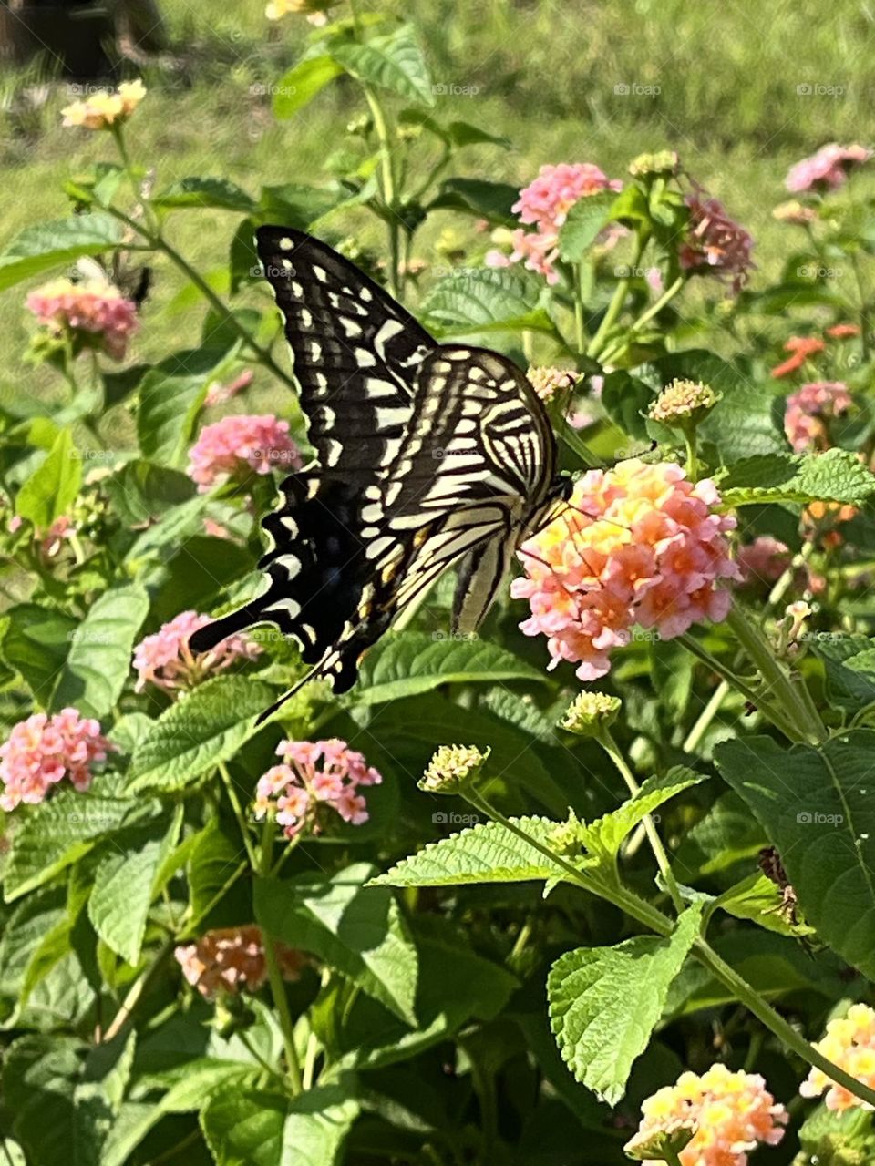 Black butterfly on flower