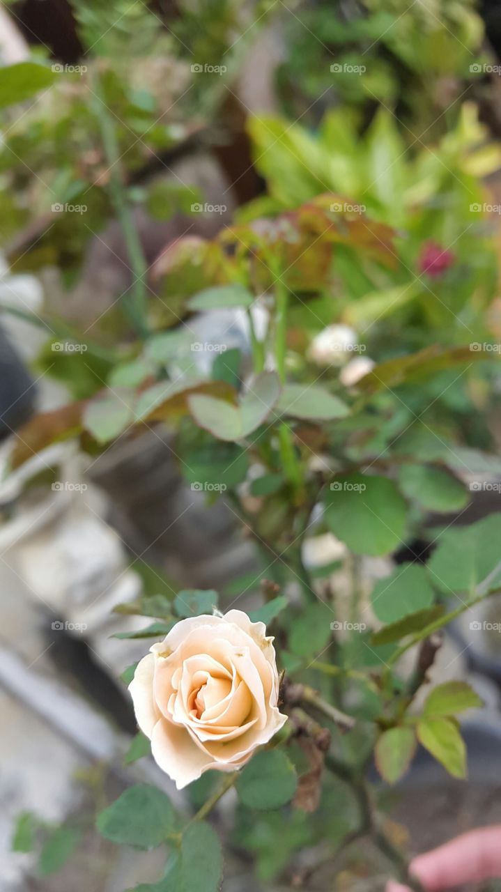 rose blossom at backyard