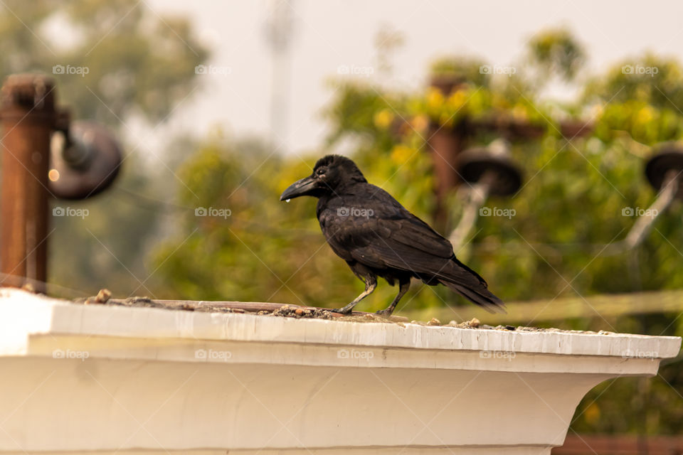 Smiling crow quinching it's thirst