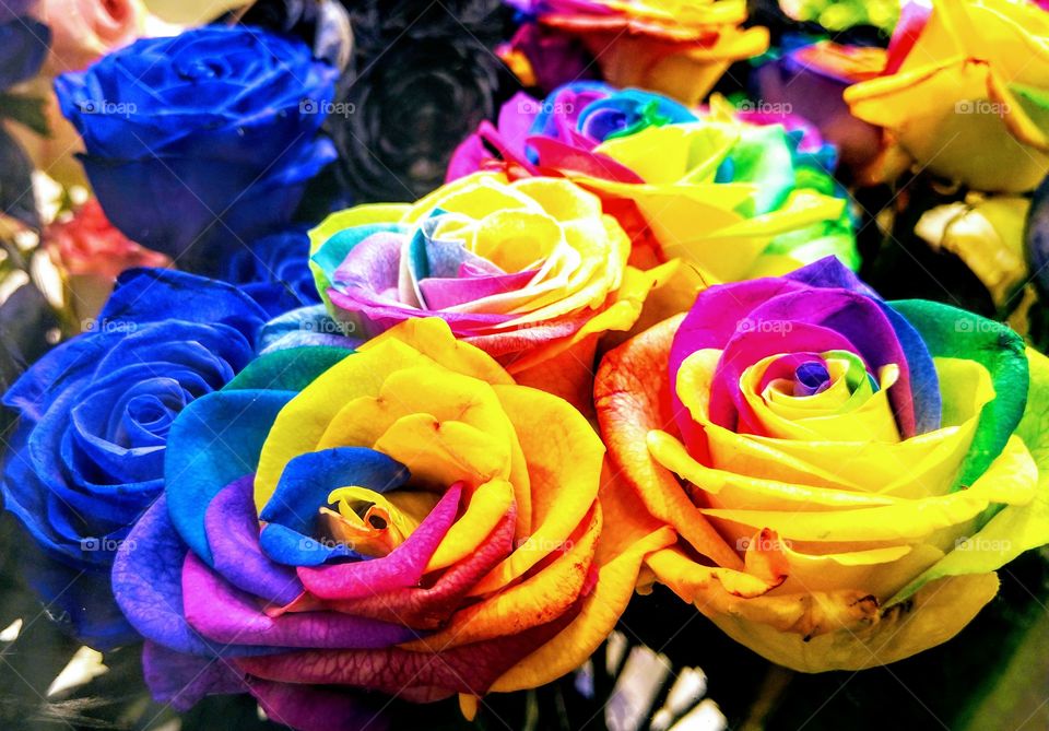 Rainbow roses
