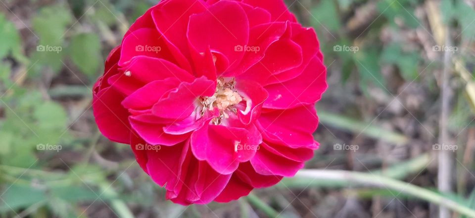 Red rose in bloom in November