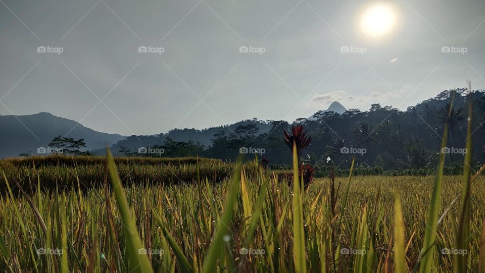 embun pagi di daun padi