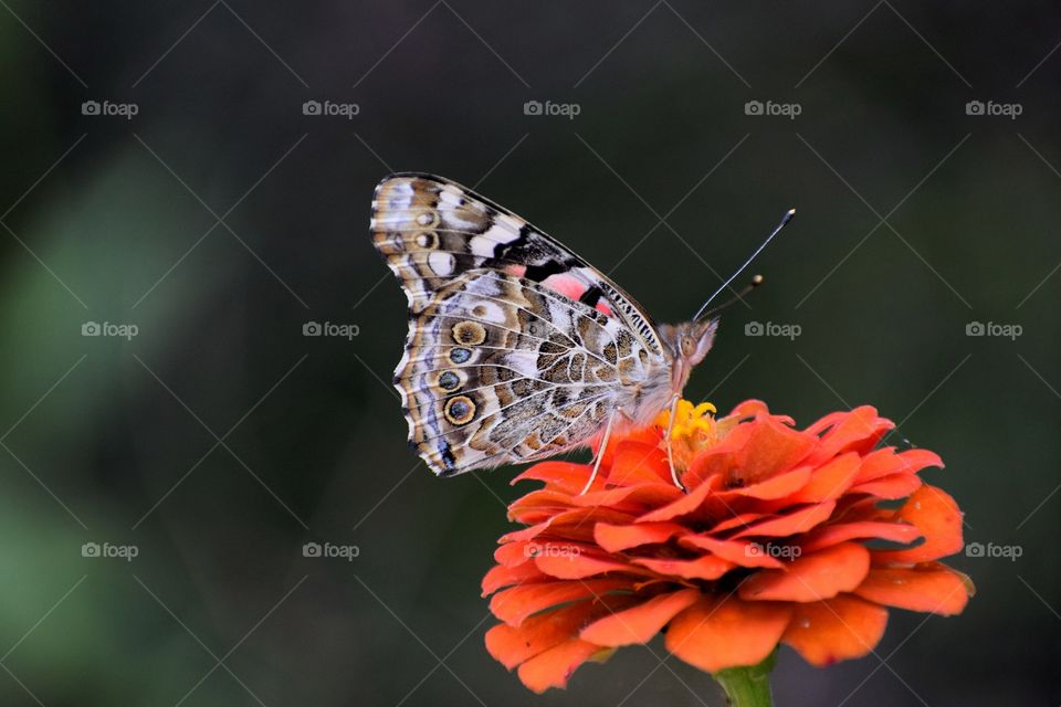 Butterfly  Painted Lady