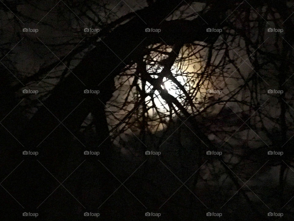 Moon ThroughTrees