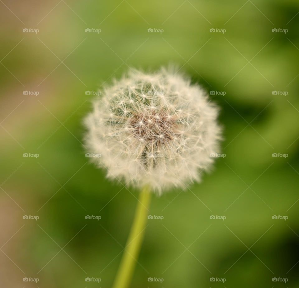 Dandelion close up