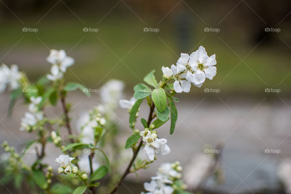 Spring in the city