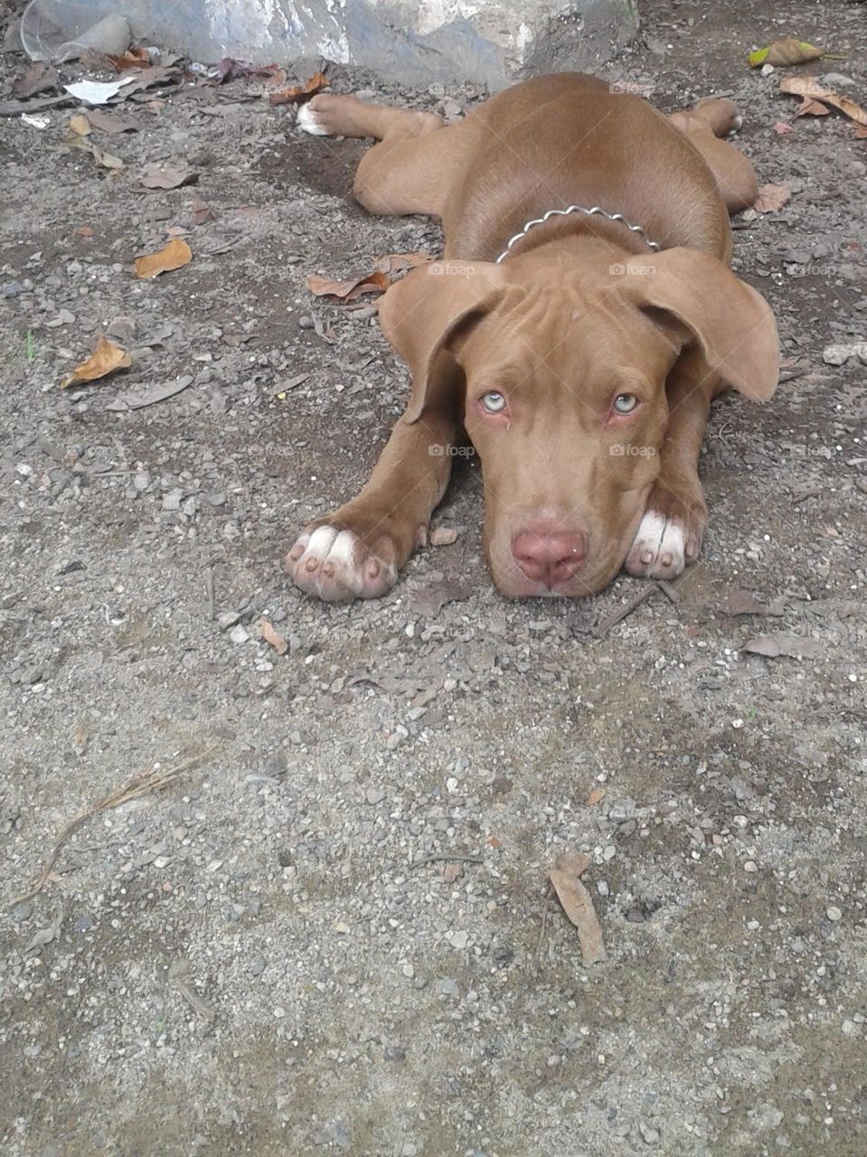 Chocolate dog and blue eyes