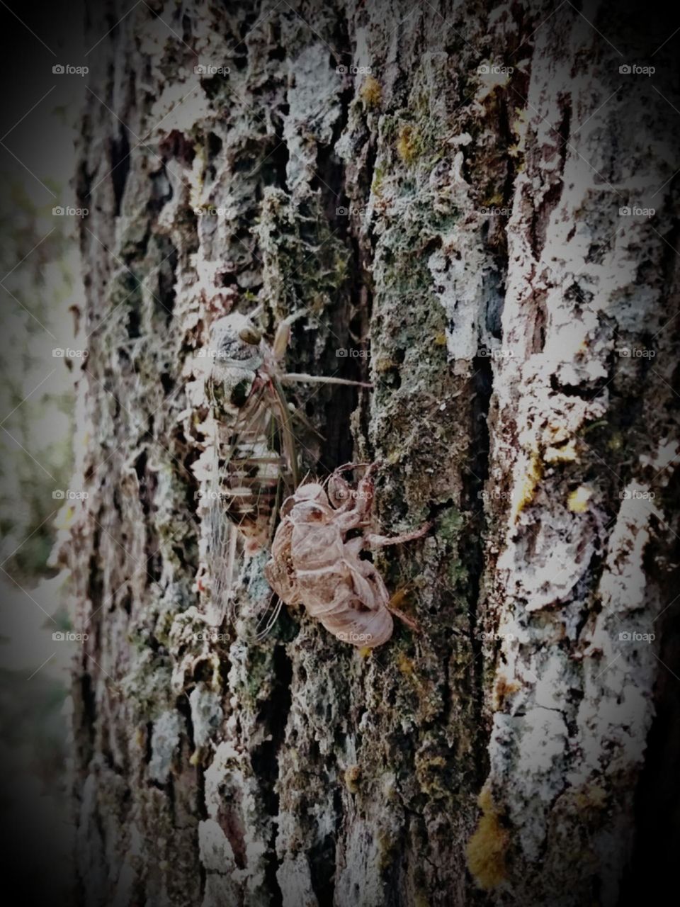 A renovação da cantora intensa.