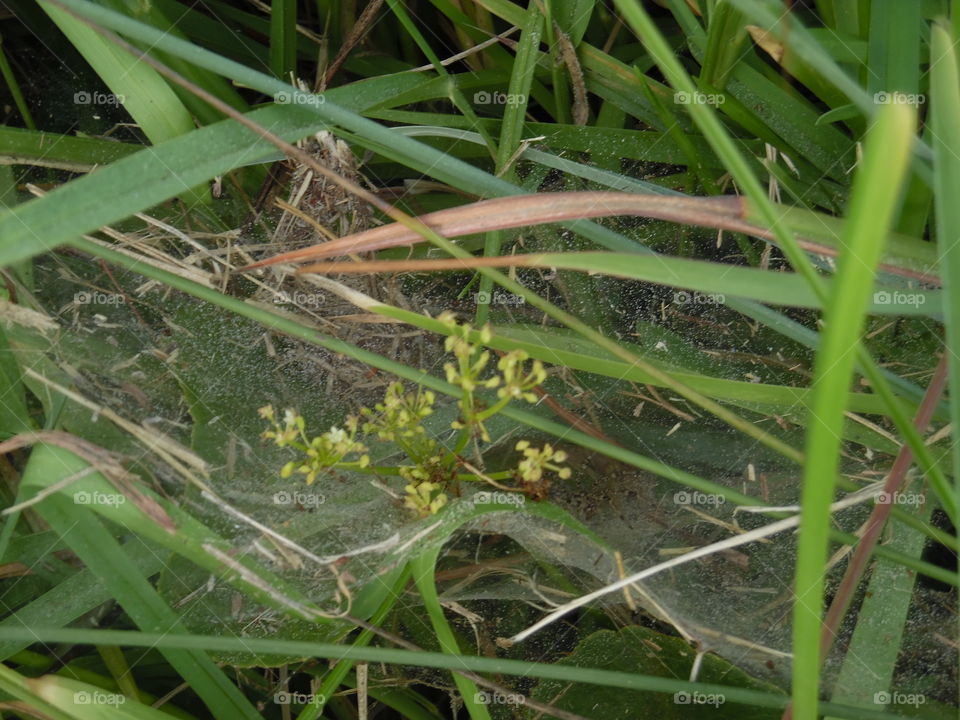 grass land. This is a oops photo 📷 that I took while traveling to the Gulf of Mexico. 👣 🚶 🏃 🔥 💨