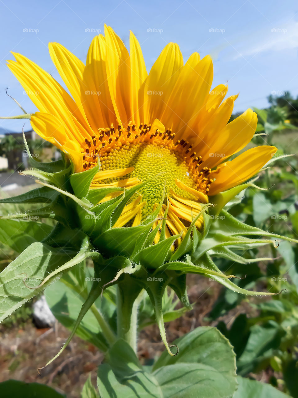Top Open Sunflower