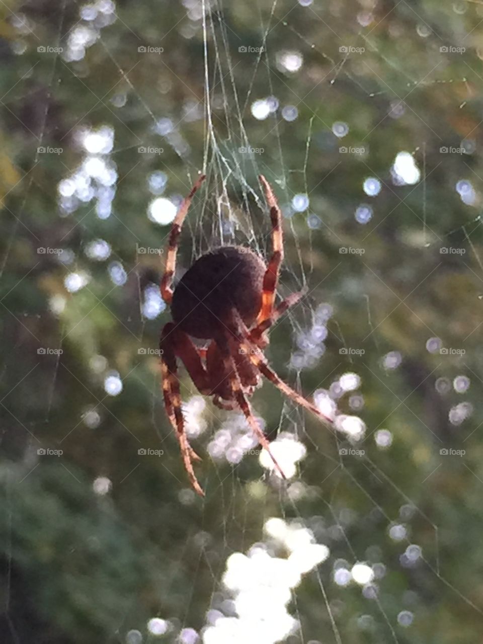Spider hanging around