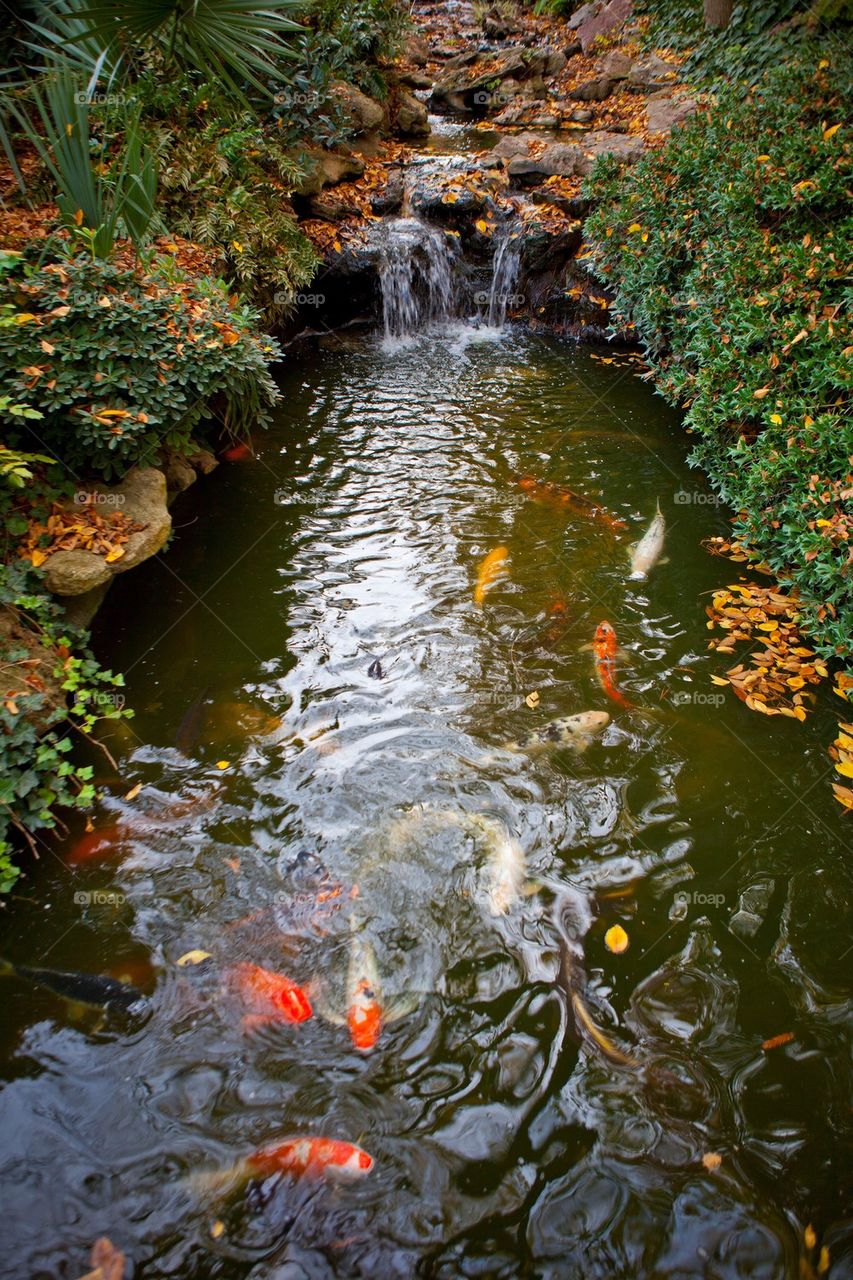 Japanese Pond