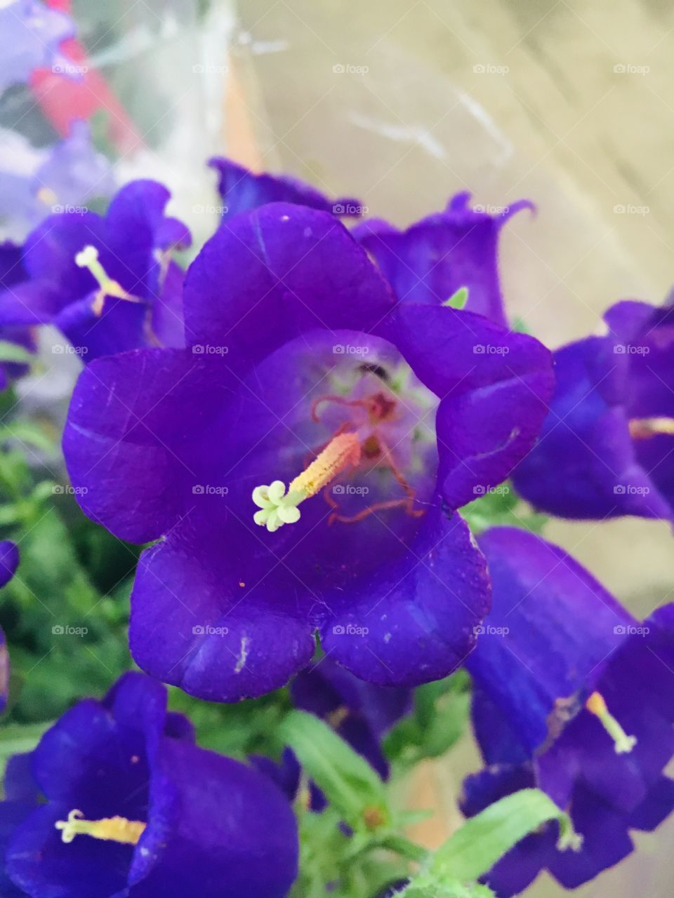Closeup of Purple Bell Flower