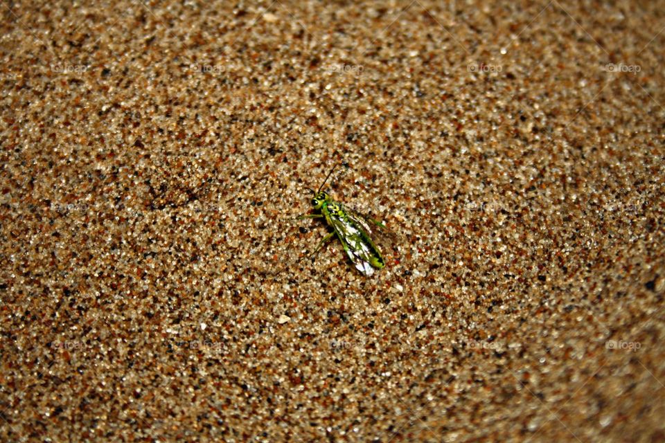 Beetle in the sand