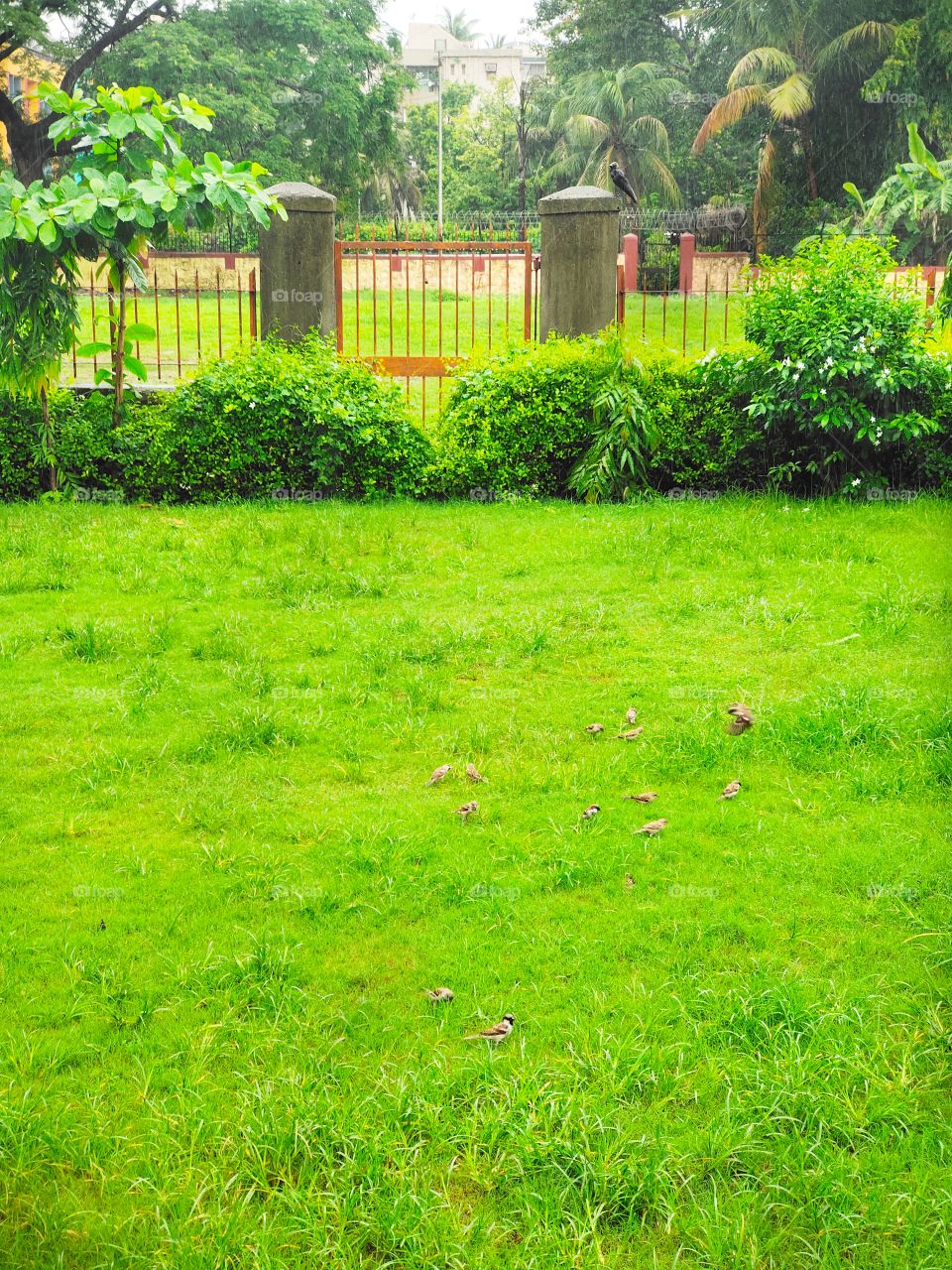 Sparrow And Crow 
Taking RainBath
in GreenPark 
Flaura and Fauna Beauty...