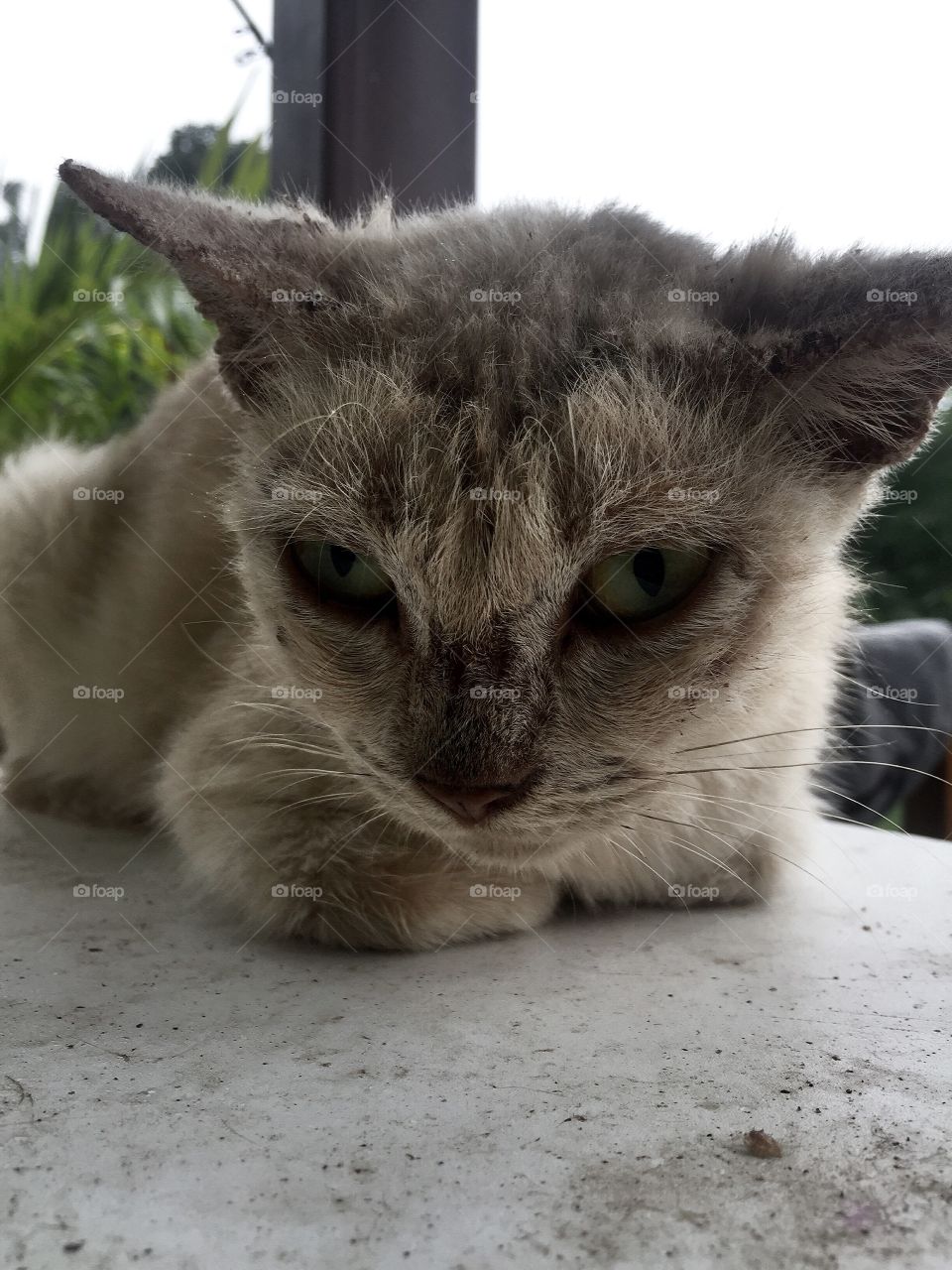 I found this cat from the street. I would like to take care of him, but I don't have enough money. If I can sell this picture he gonna have good house good food and good life ❤️ I love cats 
