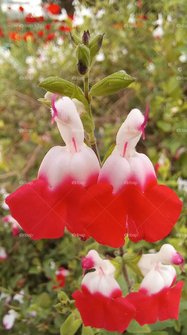 Flowers or Chickens?