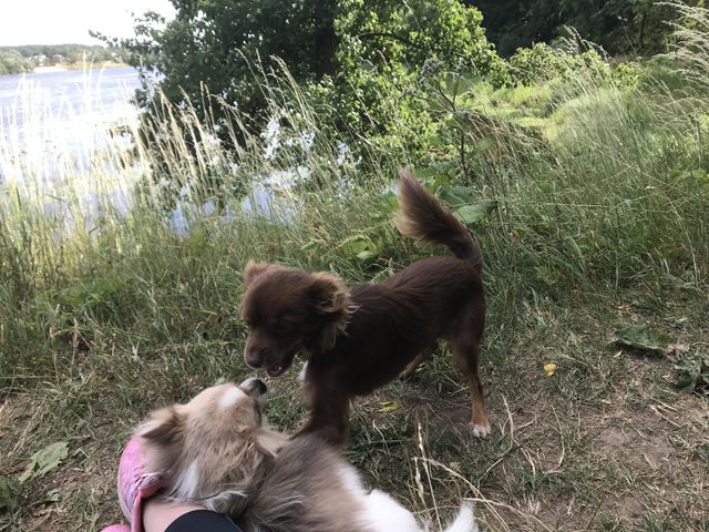 Dogs Playing 