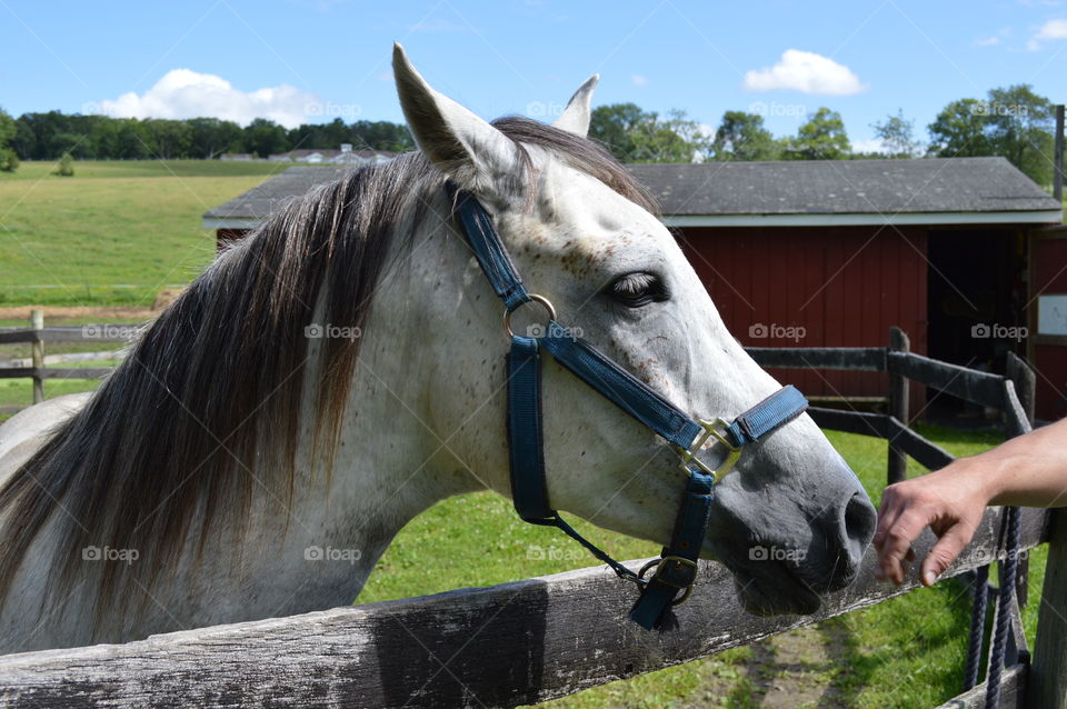 Majestic Horse 
