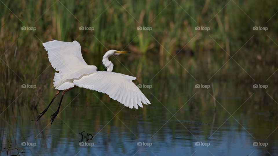 Great Egret landing at a wetlands