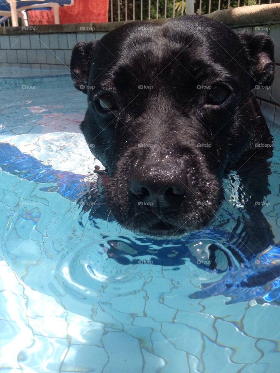 Swim time Staffy