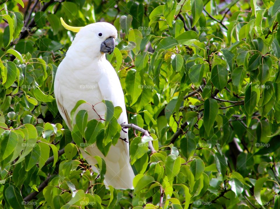 Sulfur crested Cockatoo 