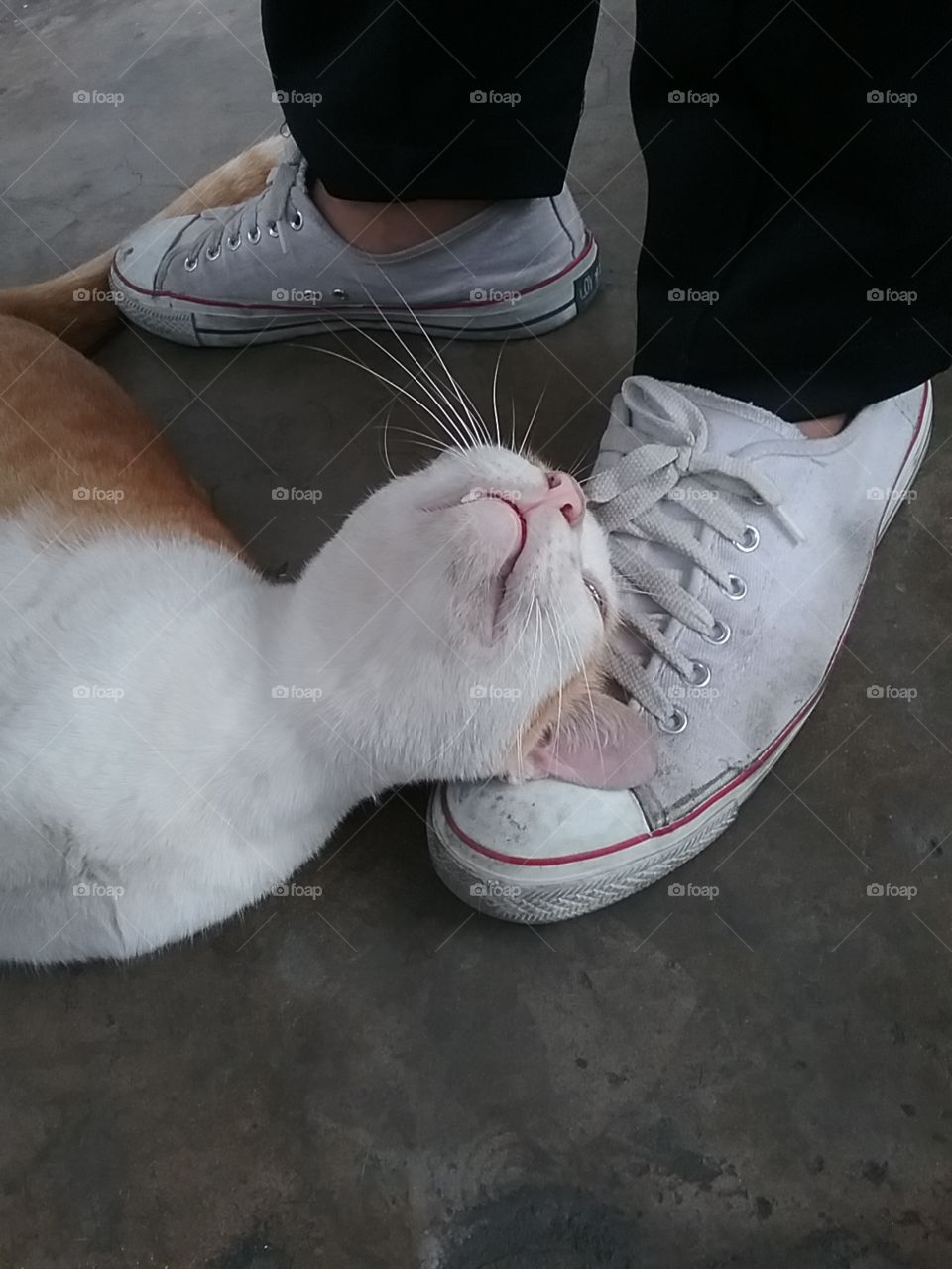 My best pillow is his shoe!