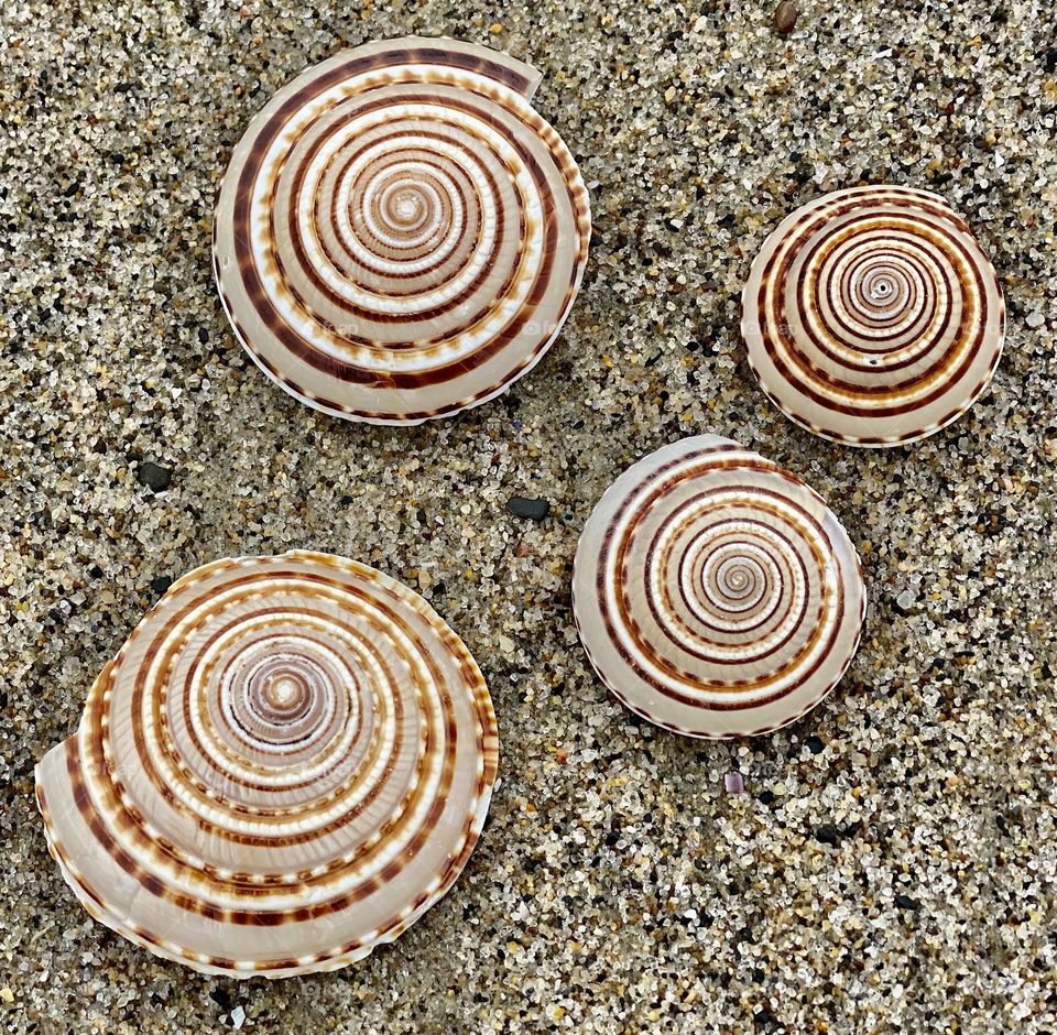 Foap Mission “Seeing In Circles”! Seashells In The Sand, Circles In Nature!