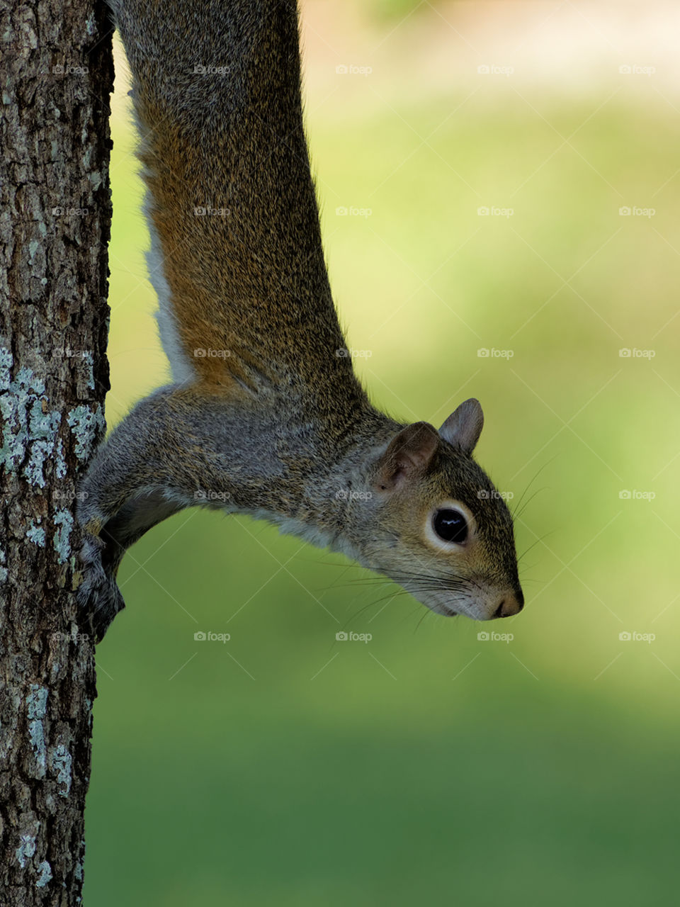 Stretching Squirrel