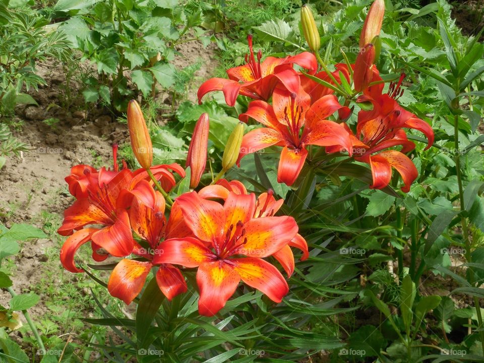 lily,red. summer,flower,flowering