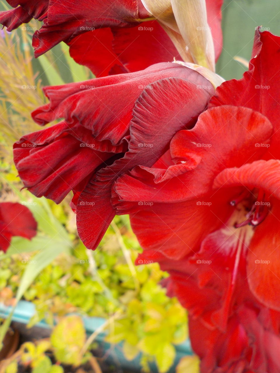 Deep red gladioli 