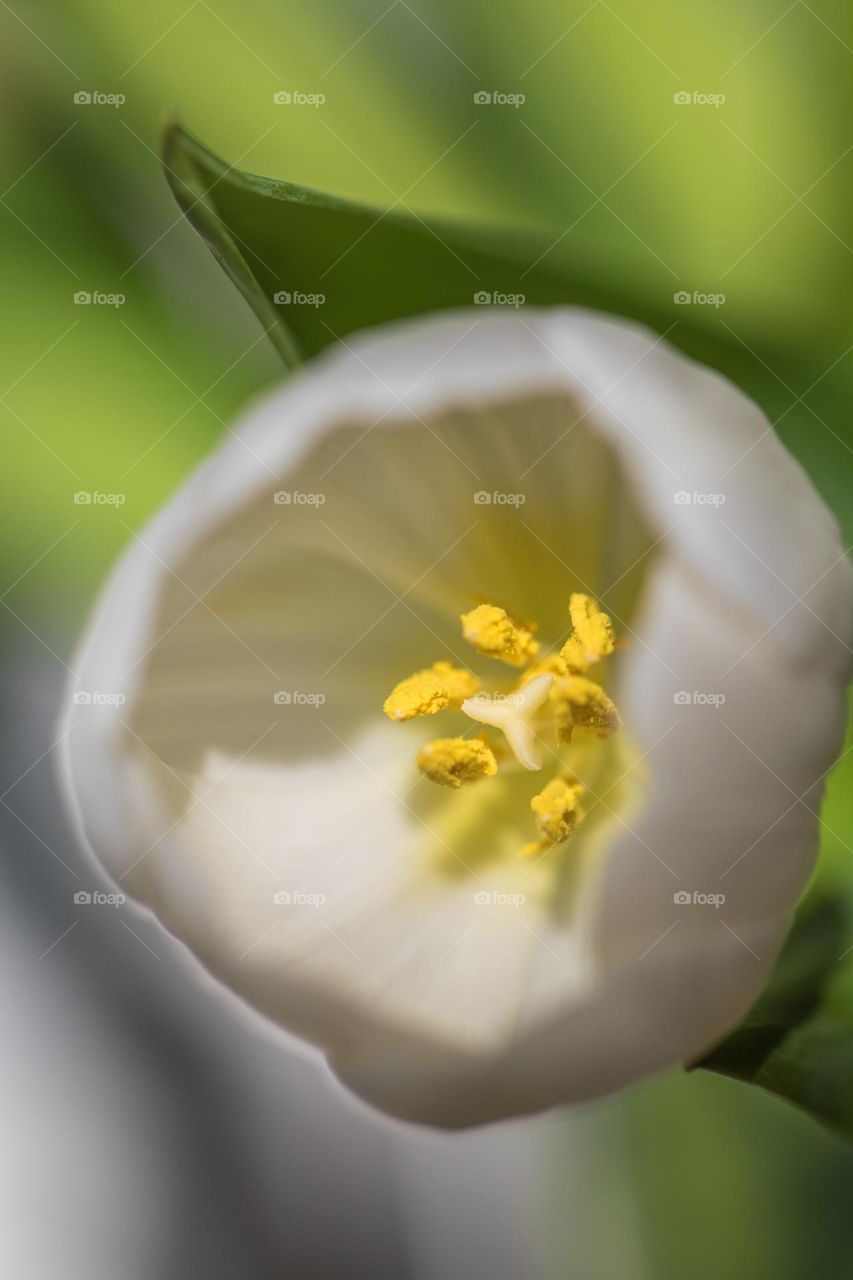 Tulip close-up