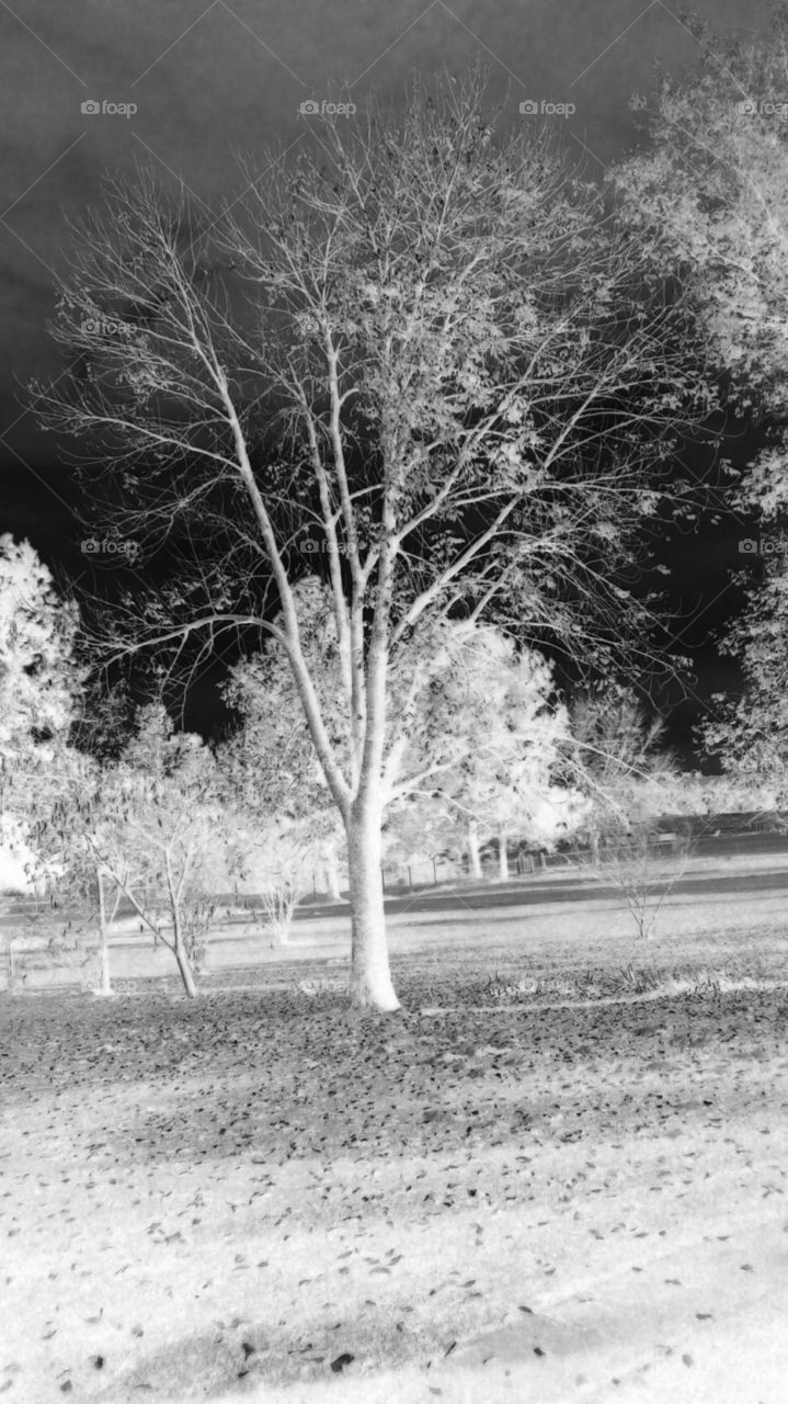 the yard, tried negative and black and white