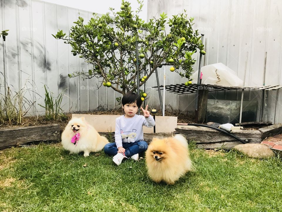 View of little girl with two cute Pomerania dogs
