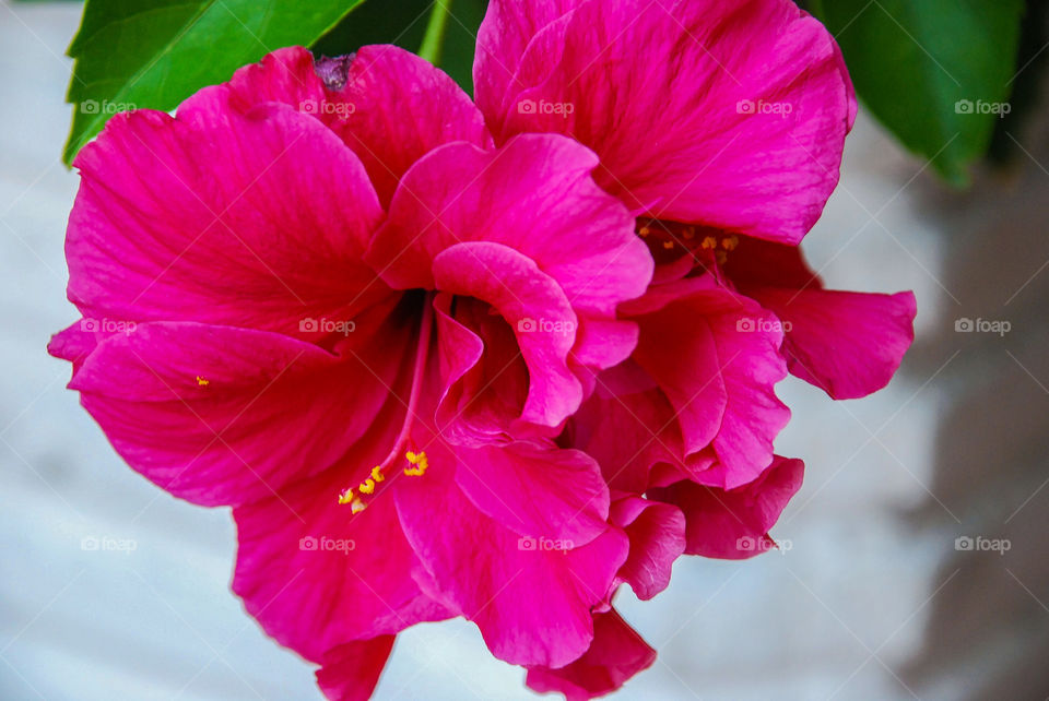 Red hibiscus flowers closeup