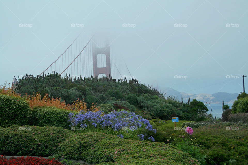 San Francisco Fog  