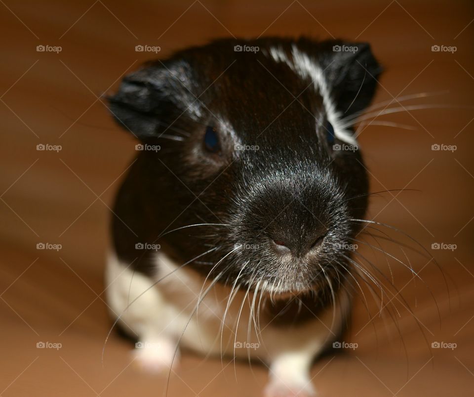 Front view of a guinea pig