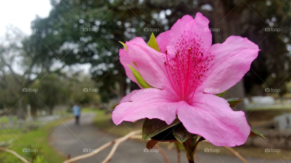 cemetery Azalea