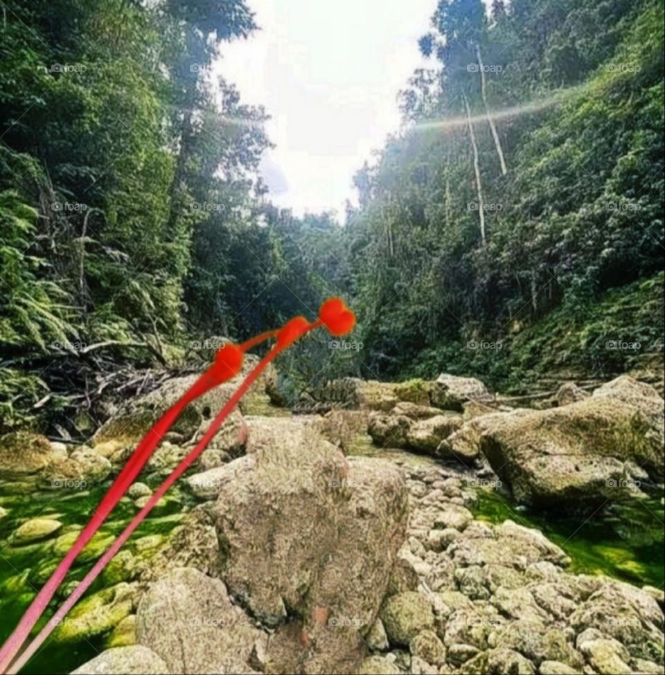 most beautiful and attractive flowers in the forest.